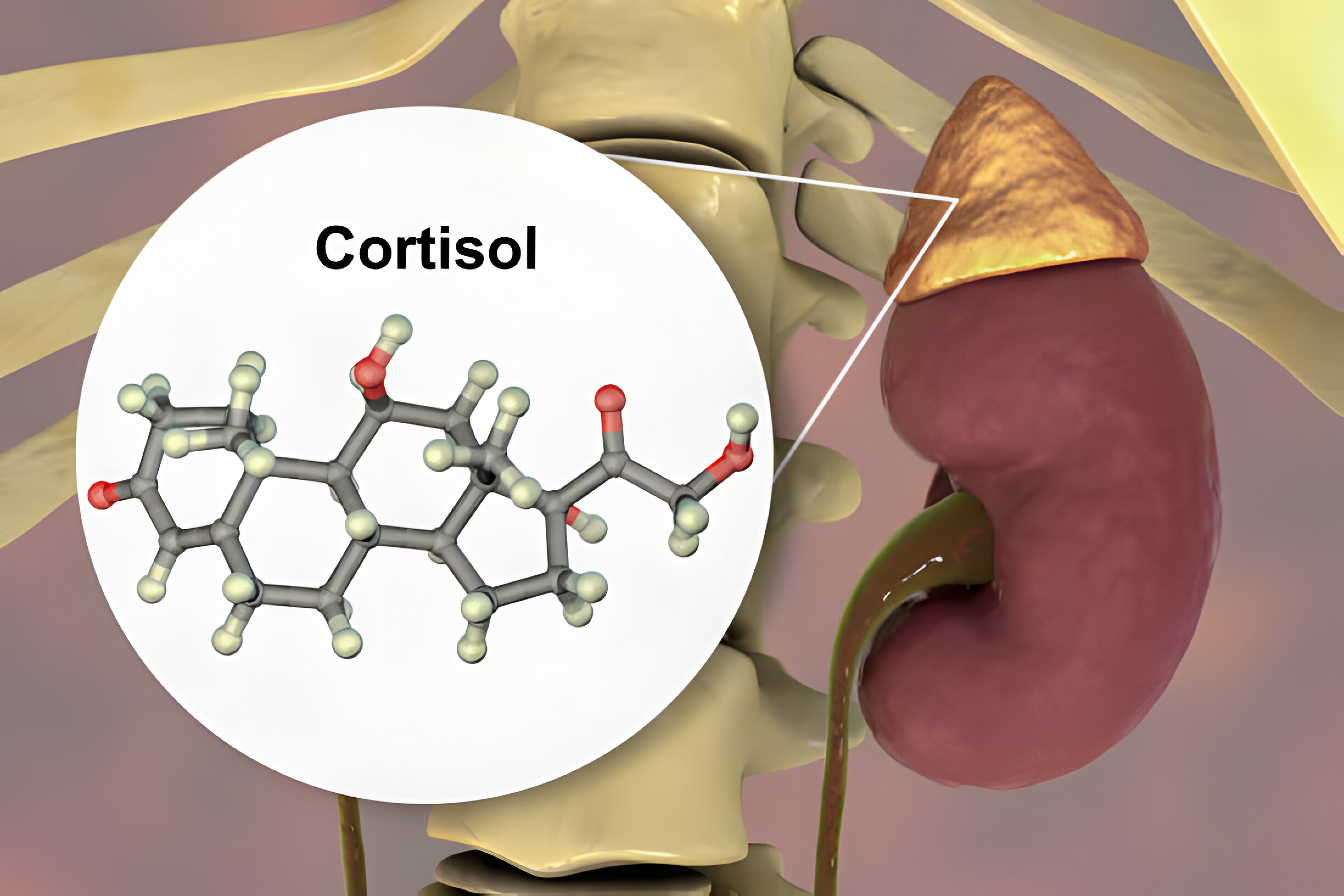 CORTISOL IS IN CHARGE