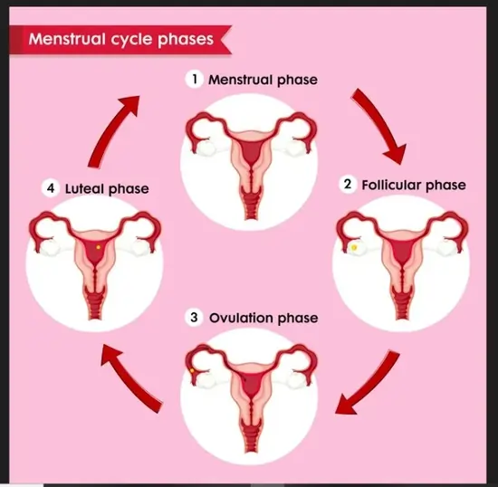 Menstruation cycle phases